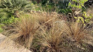 Un jardin avec différentes espèces de plantes, un mur de pierre et un bâtiment en arrière-plan.