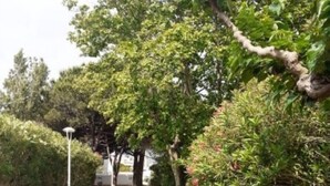 Un sentier traverse un jardin bien entretenu, où l’on trouve différentes espèces d’arbustes et d’arbres.