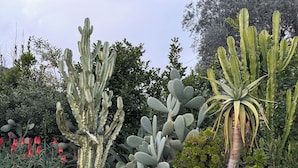 A garden with various cacti and succulents, including a prominent tall cactus and a smaller, bushy one. - Rest and nature in Menton, sea and private pool. Pet-friendly. (castellar)