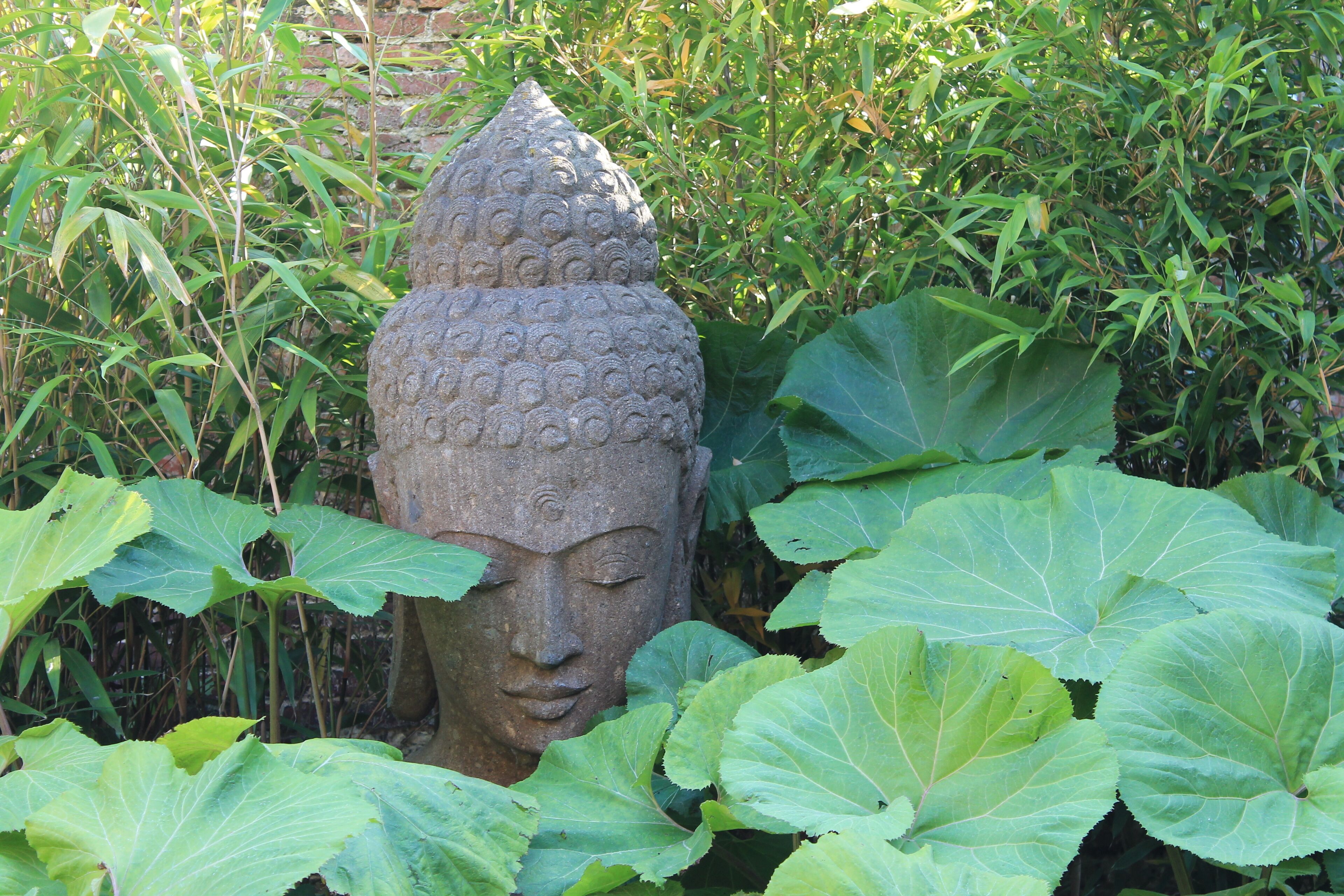A stone Buddha head statue partially obscured by large green leaves.