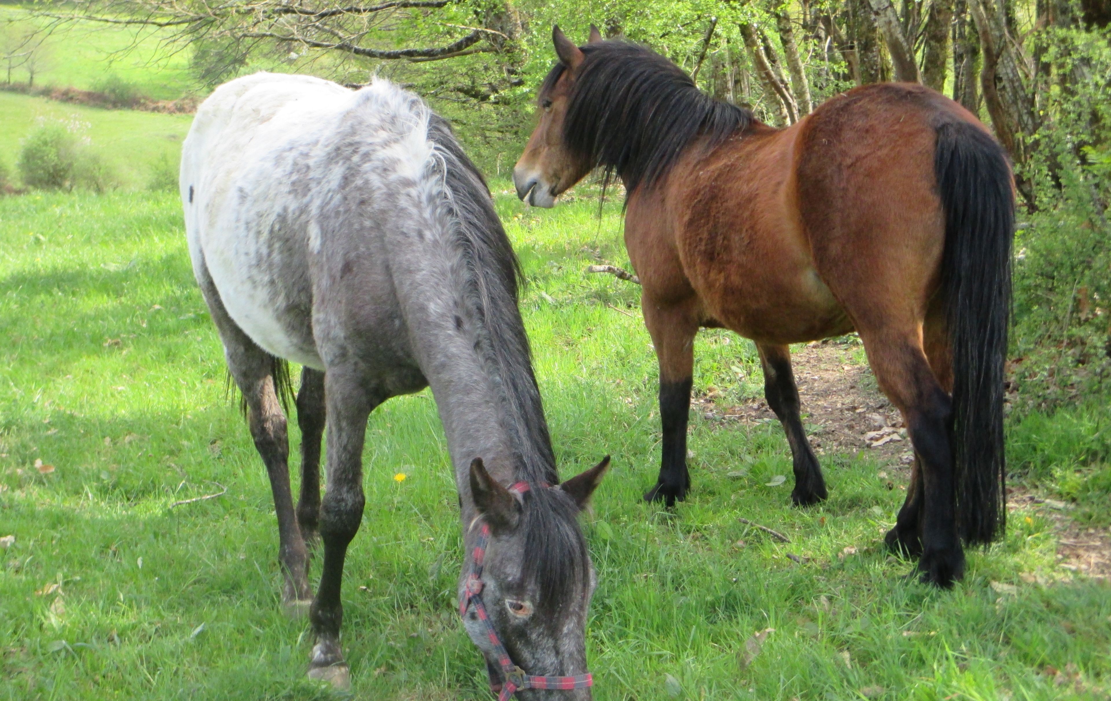 Two horses grazing in a grassy field with trees in the background.