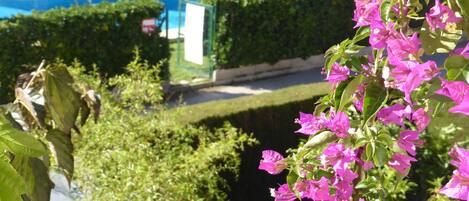 A pool surrounded by lush greenery and vibrant pink flowers.