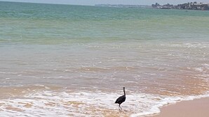 Una playa con un solo ave caminando por la orilla.