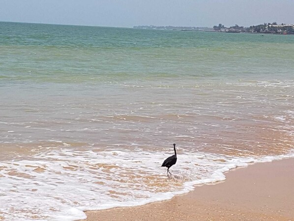 Beach nearby, sun-loungers - DOLMEN DE M'BOUR - ACE LOCATION ★ SUNNY & MODERN + ROOFTOP POOL (M'bour)