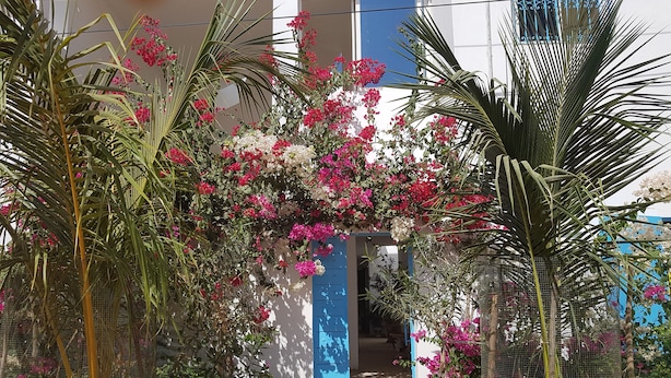 Un jardín con plantas en macetas y una puerta azul.