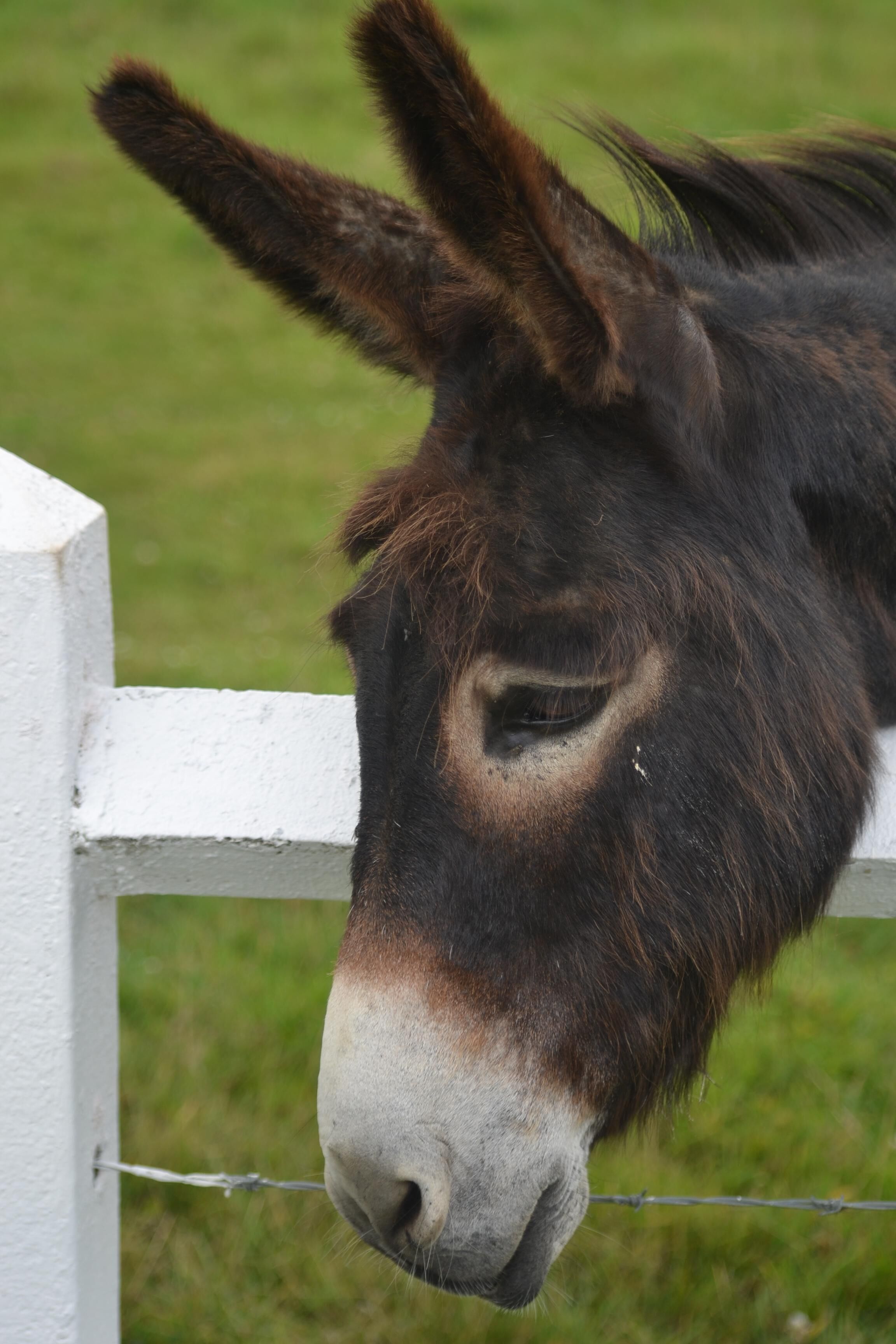 Primer plano de la cabeza de un burro, con una cerca blanca al fondo.