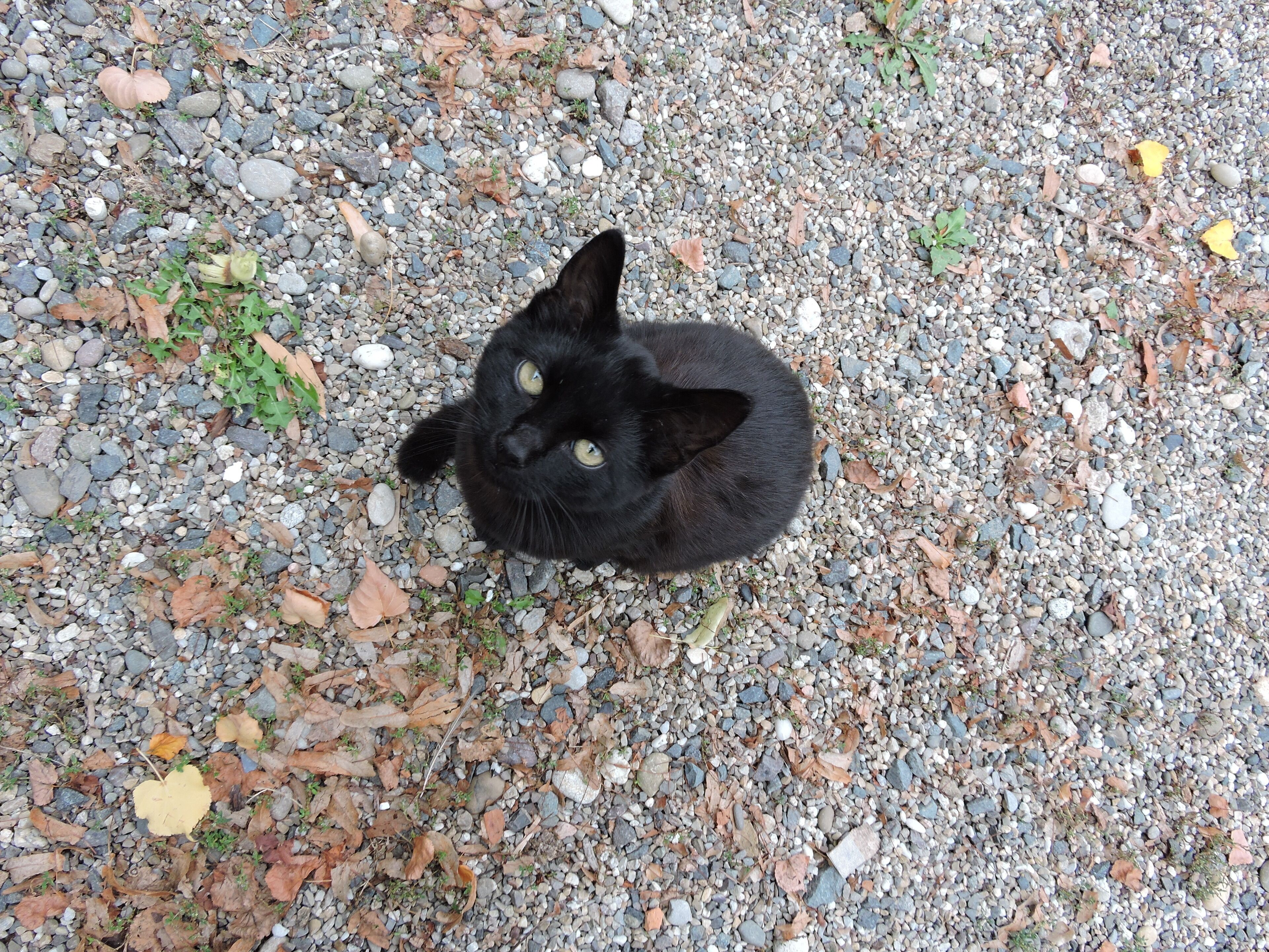Um gato preto deitado sobre cascalho com folhas espalhadas.