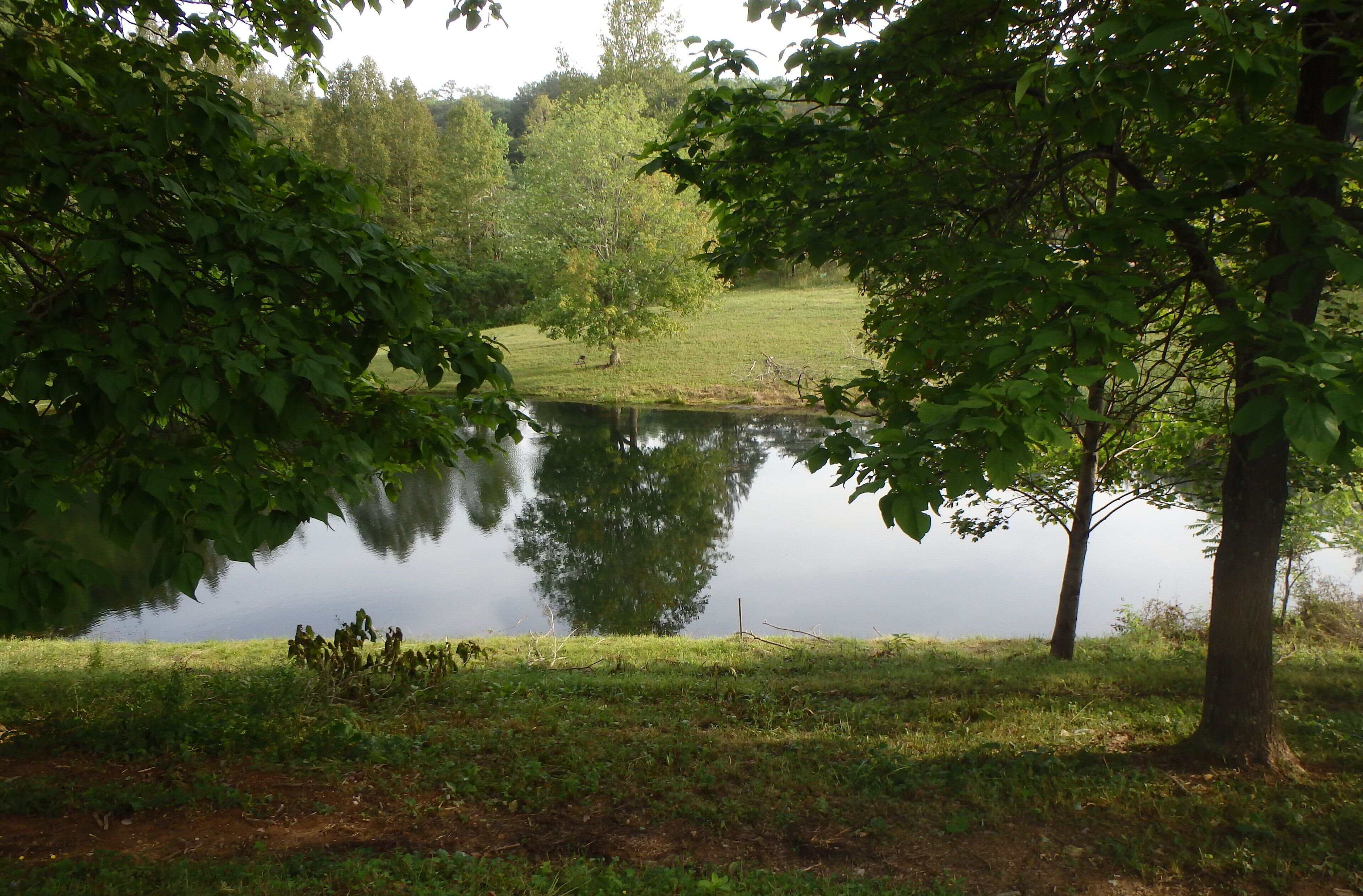 A serene lakeside view with trees and a grassy area.