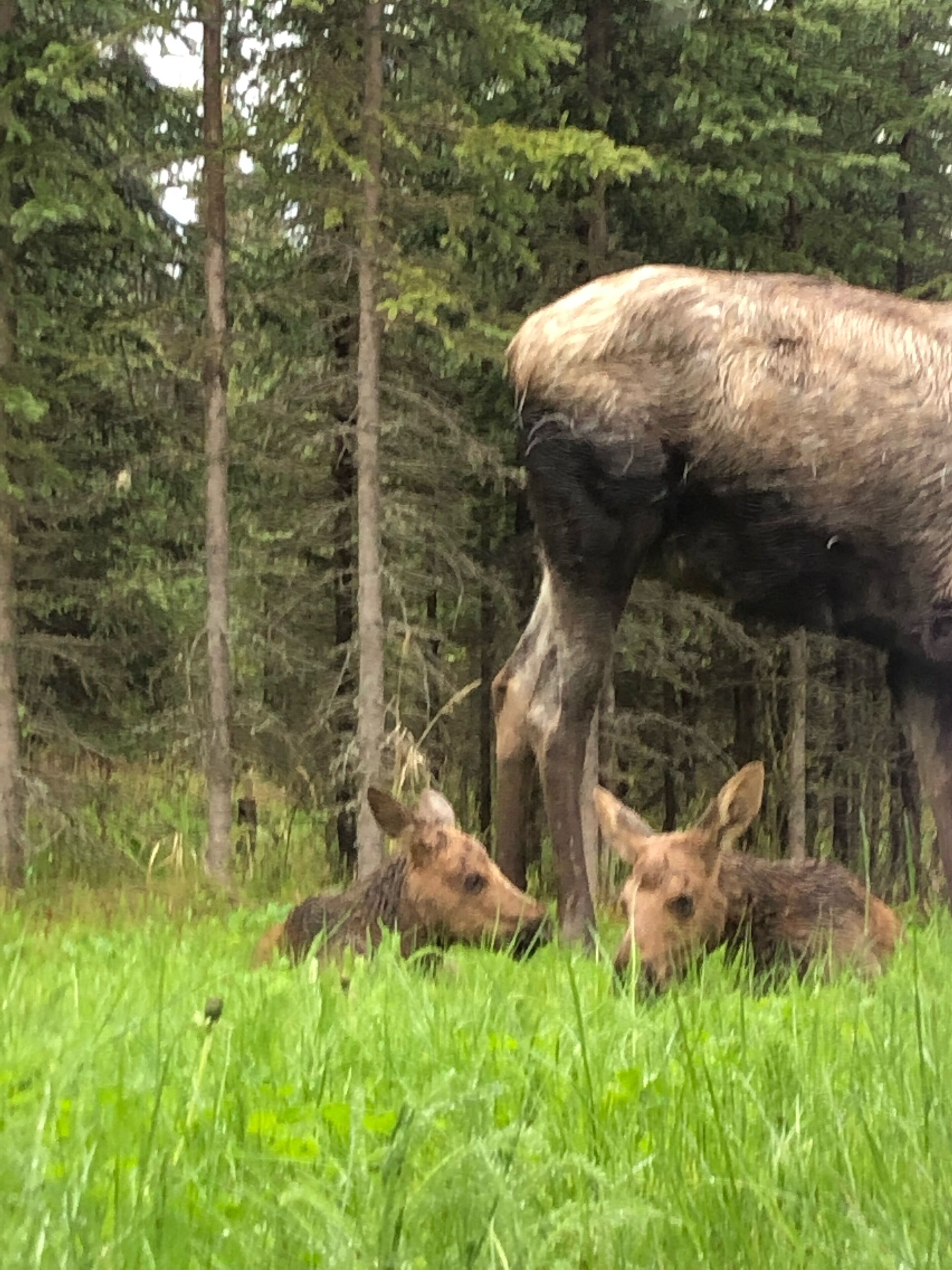 A moose in a grassy area with dense trees in the background.