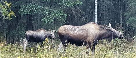 Two moose in a grassy field with a forest in the background.