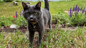 Un chat portant un collier, debout sur l’herbe, près d’une étendue d’eau où se trouvent un quai et un bateau.