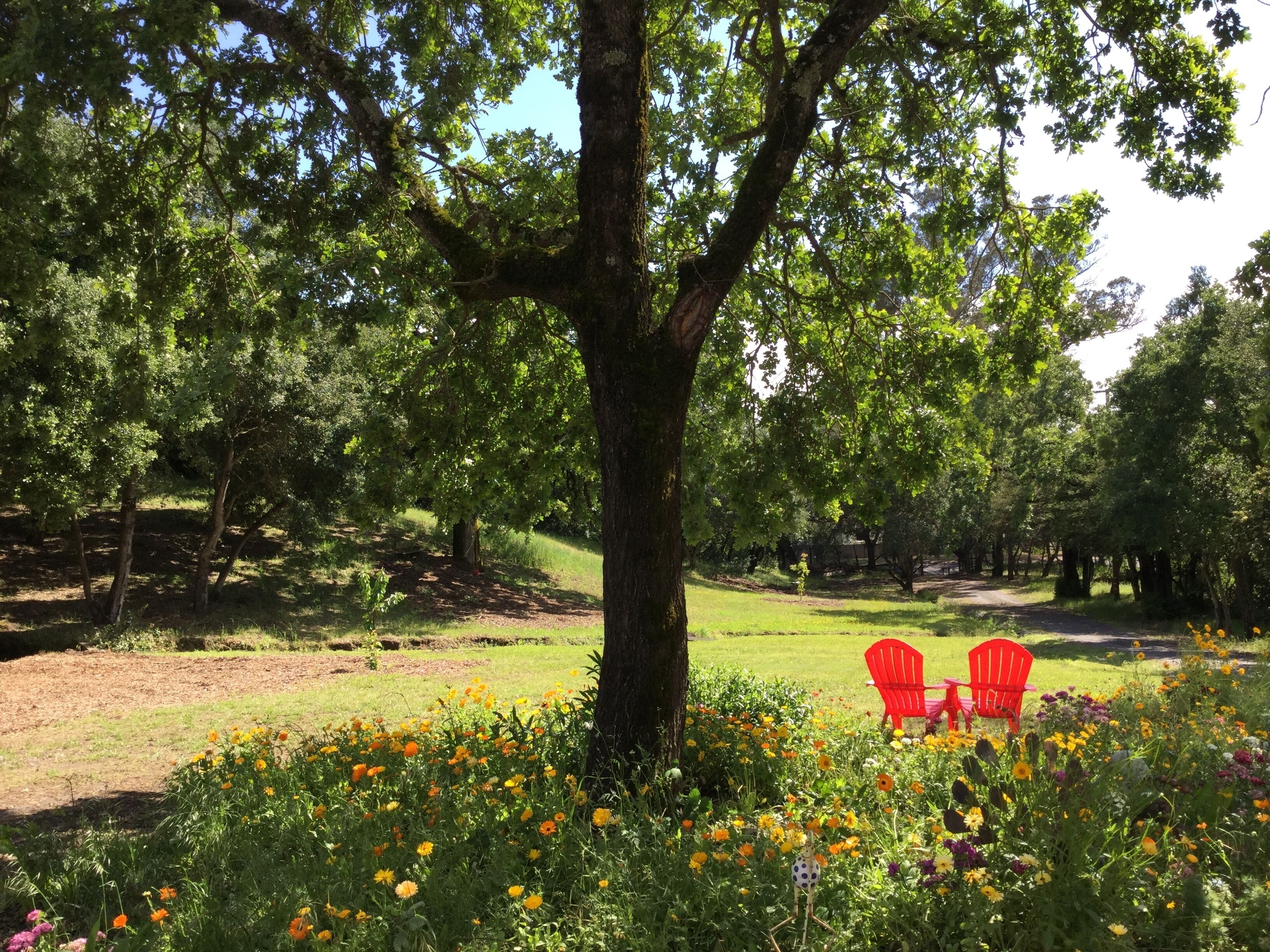 A park with a large tree, a flower bed, and two red chairs.