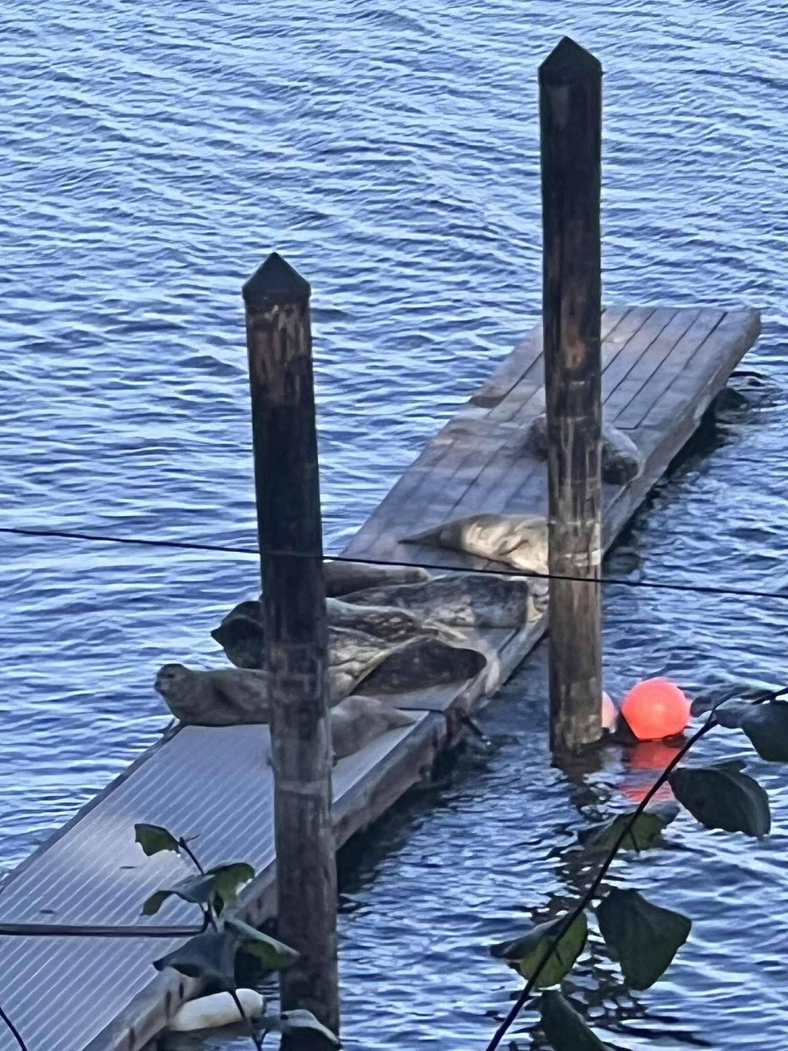 A wooden dock extending into calm water, with a buoy floating nearby.