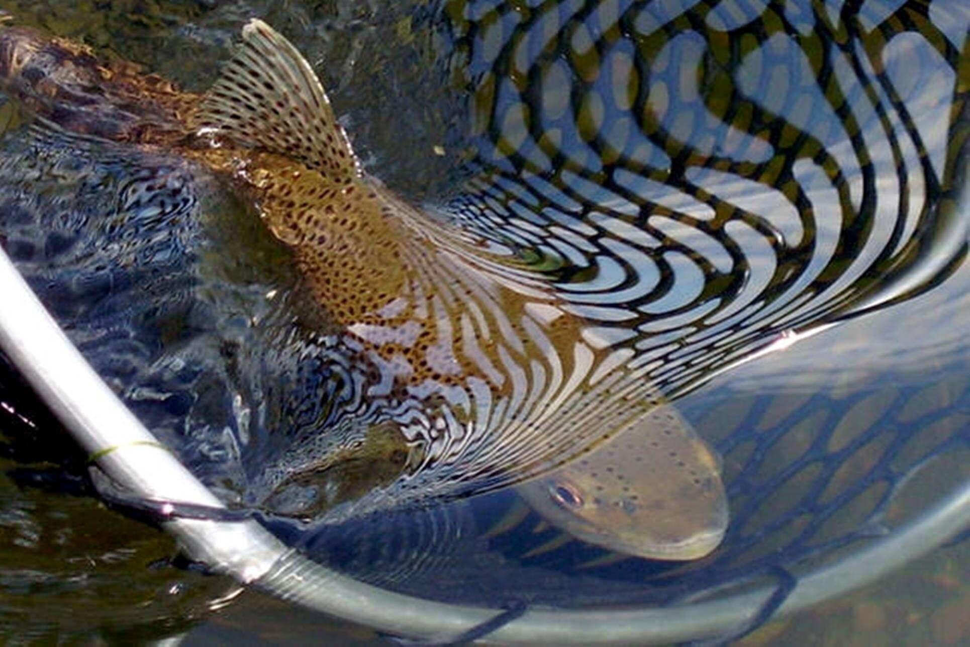 A fish in a clear container, possibly a fishbowl or aquarium.