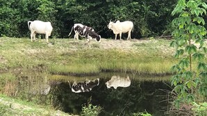 Un grupo de vacas pastando cerca de un estanque rodeado de vegetación.