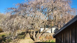 A cherry blossom tree in full bloom with a wooden fence and a stack of firewood in the foreground.