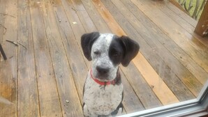 A dog sitting on a wooden deck with a window in the foreground.
