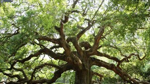 Un árbol grande y frondoso con numerosas ramas gruesas en un parque.