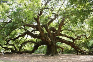 A large, sprawling tree with multiple thick branches in a park setting. - Unique Zen Tiny House 2 mi to Beach ~ Free Bikes! Minutes to Historic Charleston (Mount Pleasant)