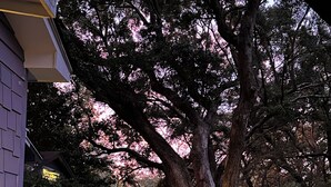 Una valla de madera, un árbol grande y un edificio pequeño con una puerta morada.