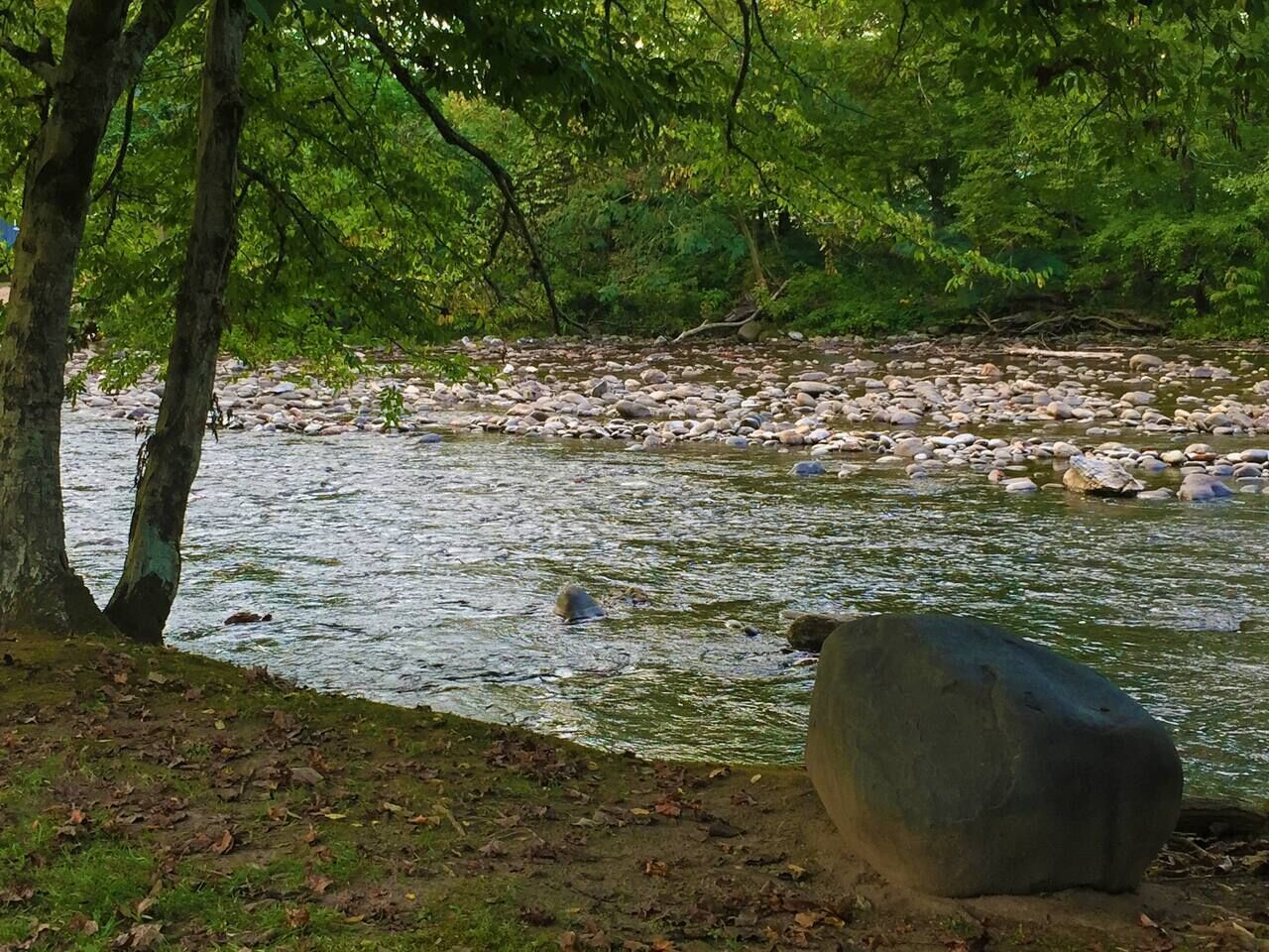 A river with rocks and trees in the background.