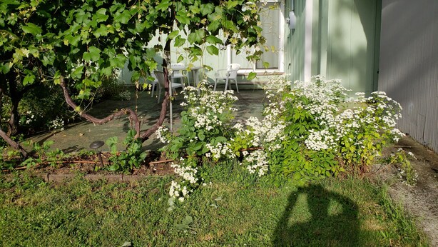 Un jardín con pérgola, plantas florecientes blancas y una zona de patio con sillas.