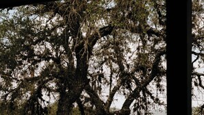 Una hamaca colgada de un árbol, un sendero de tierra y un edificio al fondo.
