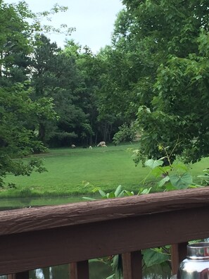 Property grounds - HB1 at Spring Haven Farm  (Boston)