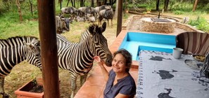 Enceinte de l’hébergement