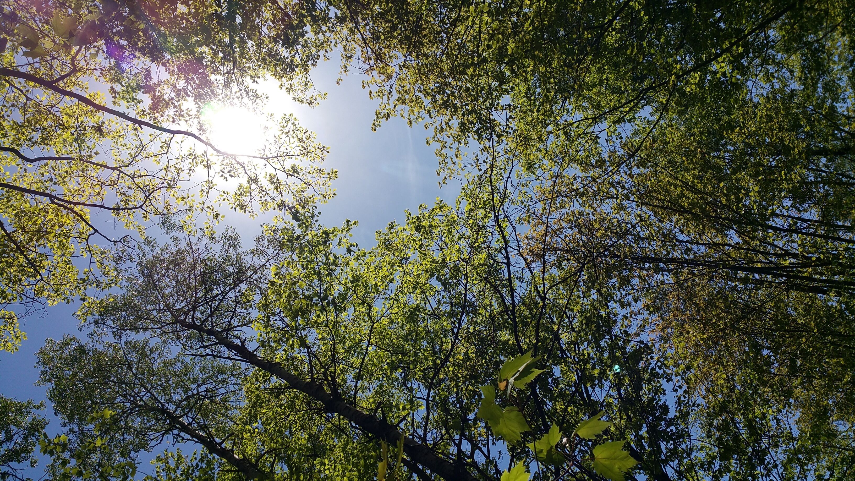 Een blik op het bladerdak van een bos, met zonlicht dat tussen de bladeren schijnt.