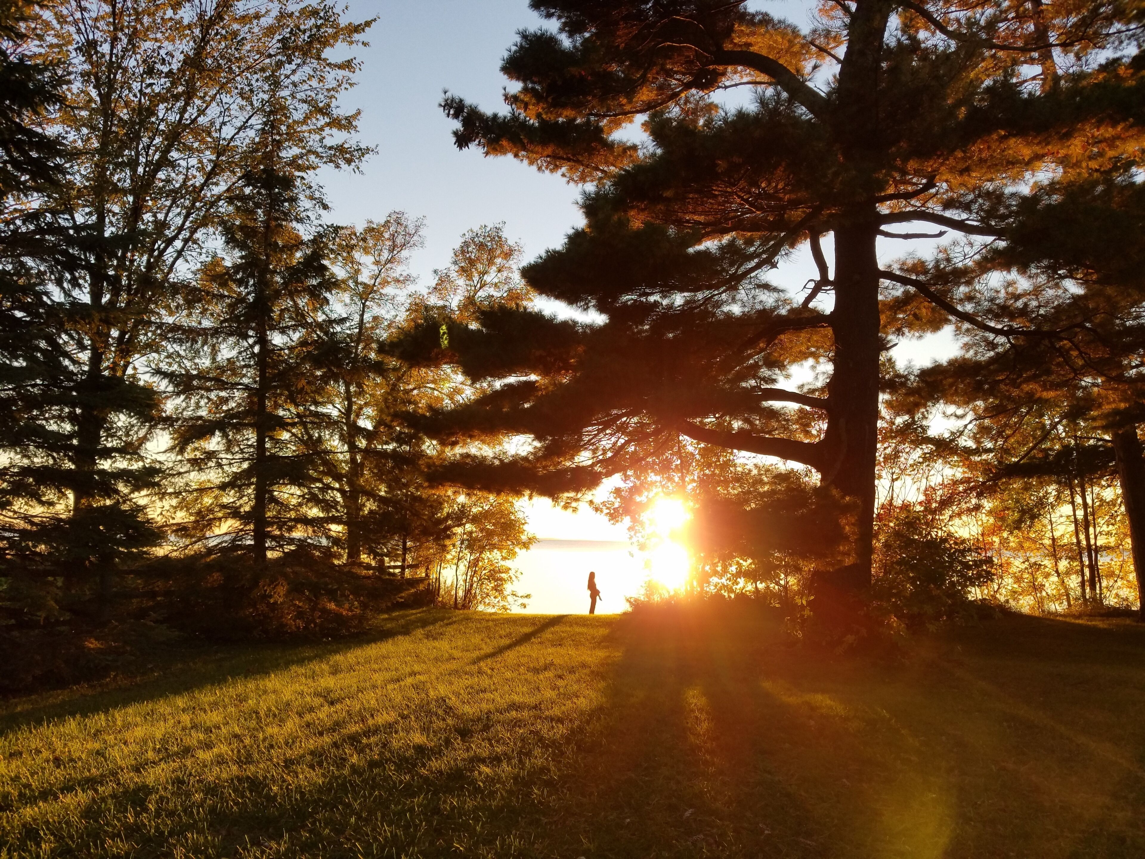 Polku, joka kulkee korkeiden puiden varjostaman metsän läpi, ja auringonvalo siivilöityy lehtien lomasta.