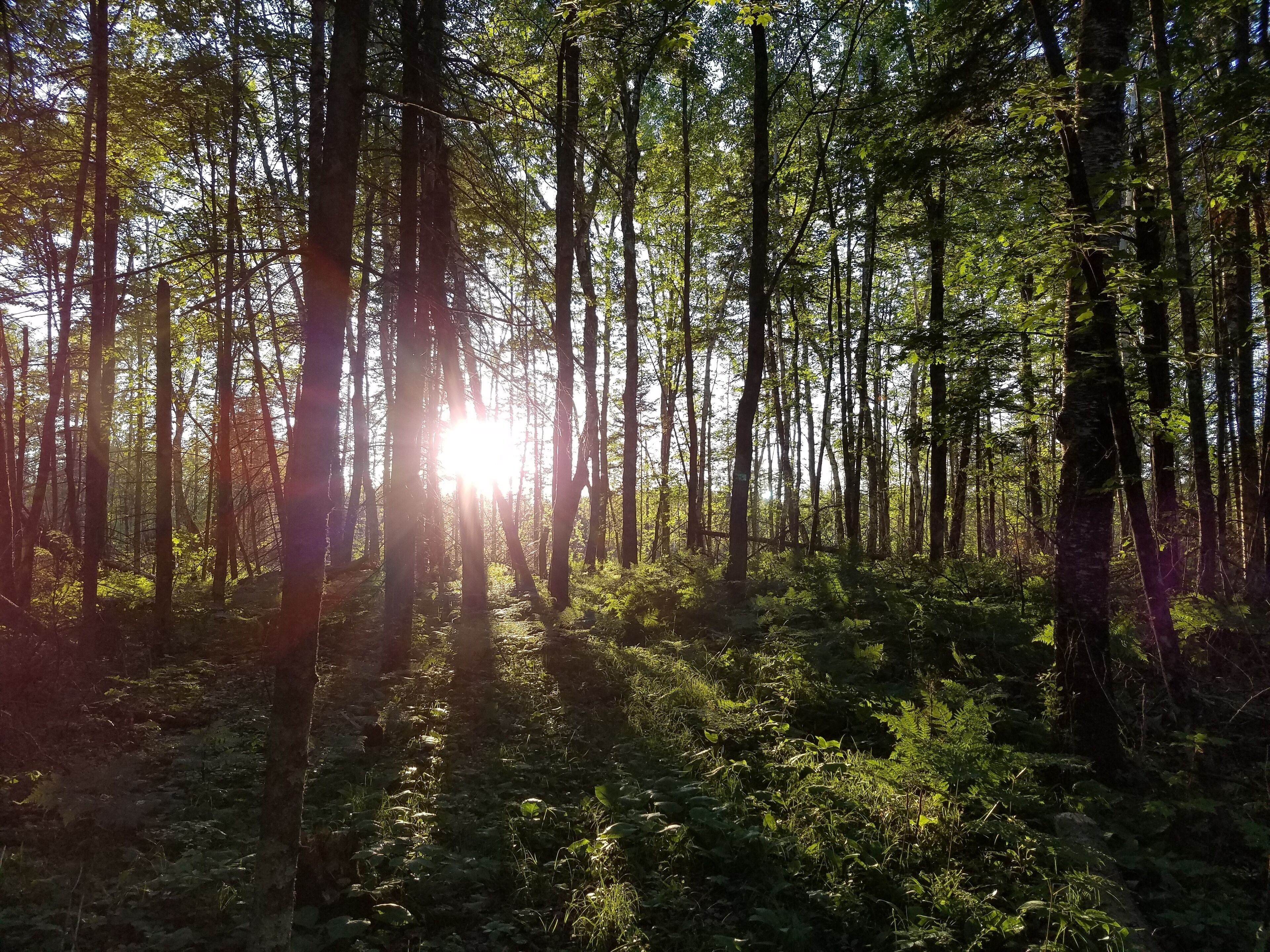 Une forêt aux arbres imposants, où la lumière du soleil filtre à travers les feuilles.