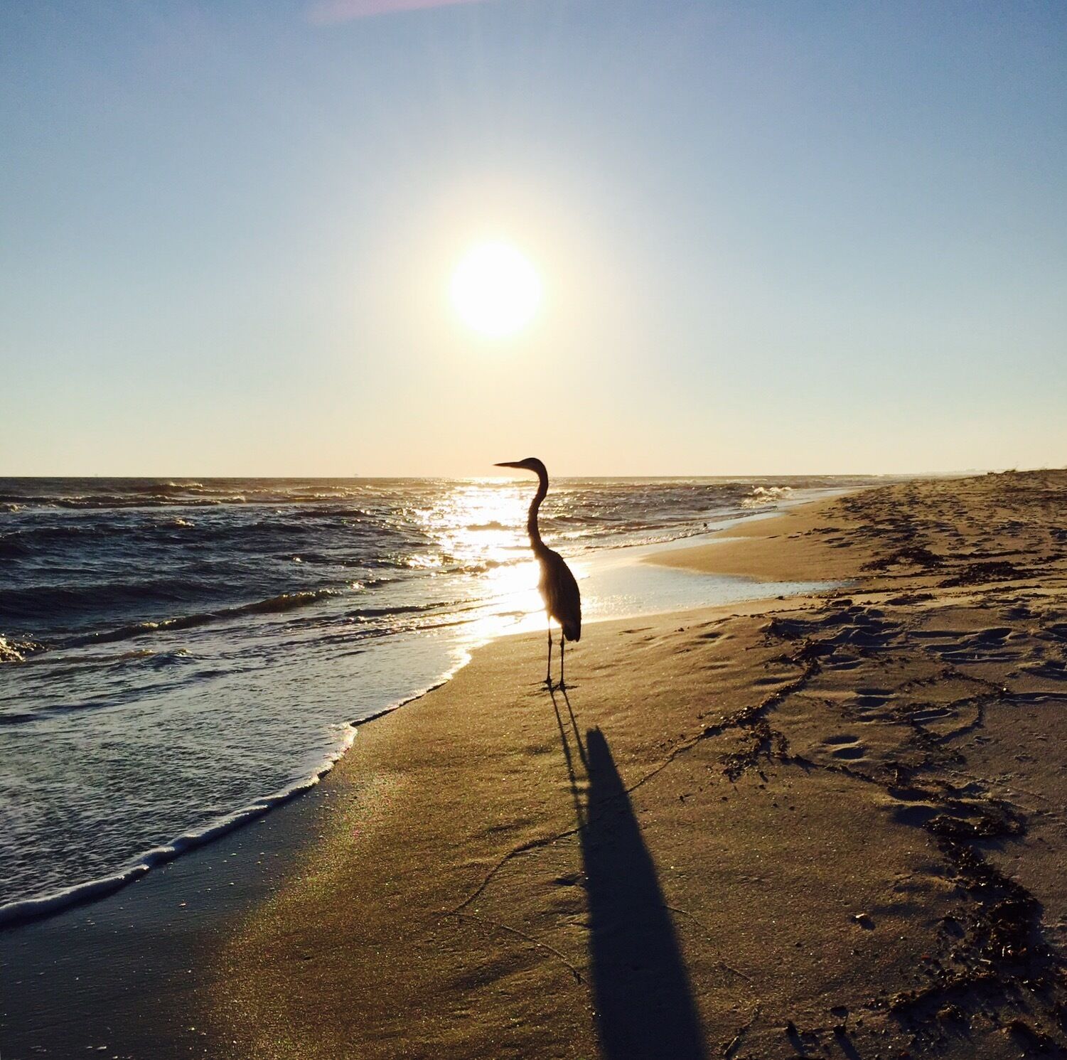 taken at our beach