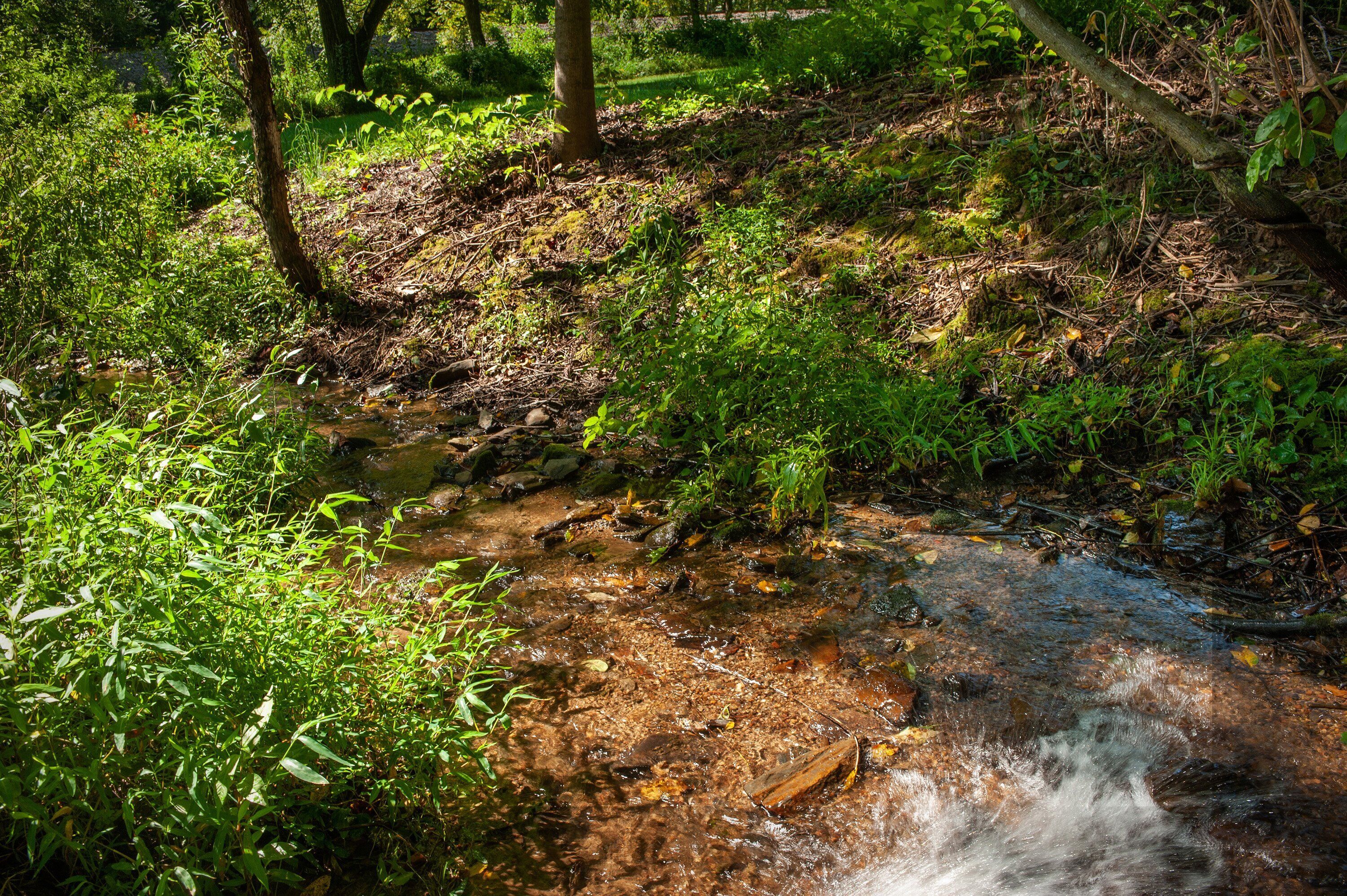 Ein naturbelassener Bach, umgeben von üppiger Vegetation und Bäumen.