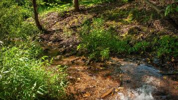 Ein naturbelassener Bach, umgeben von üppiger Vegetation und Bäumen.