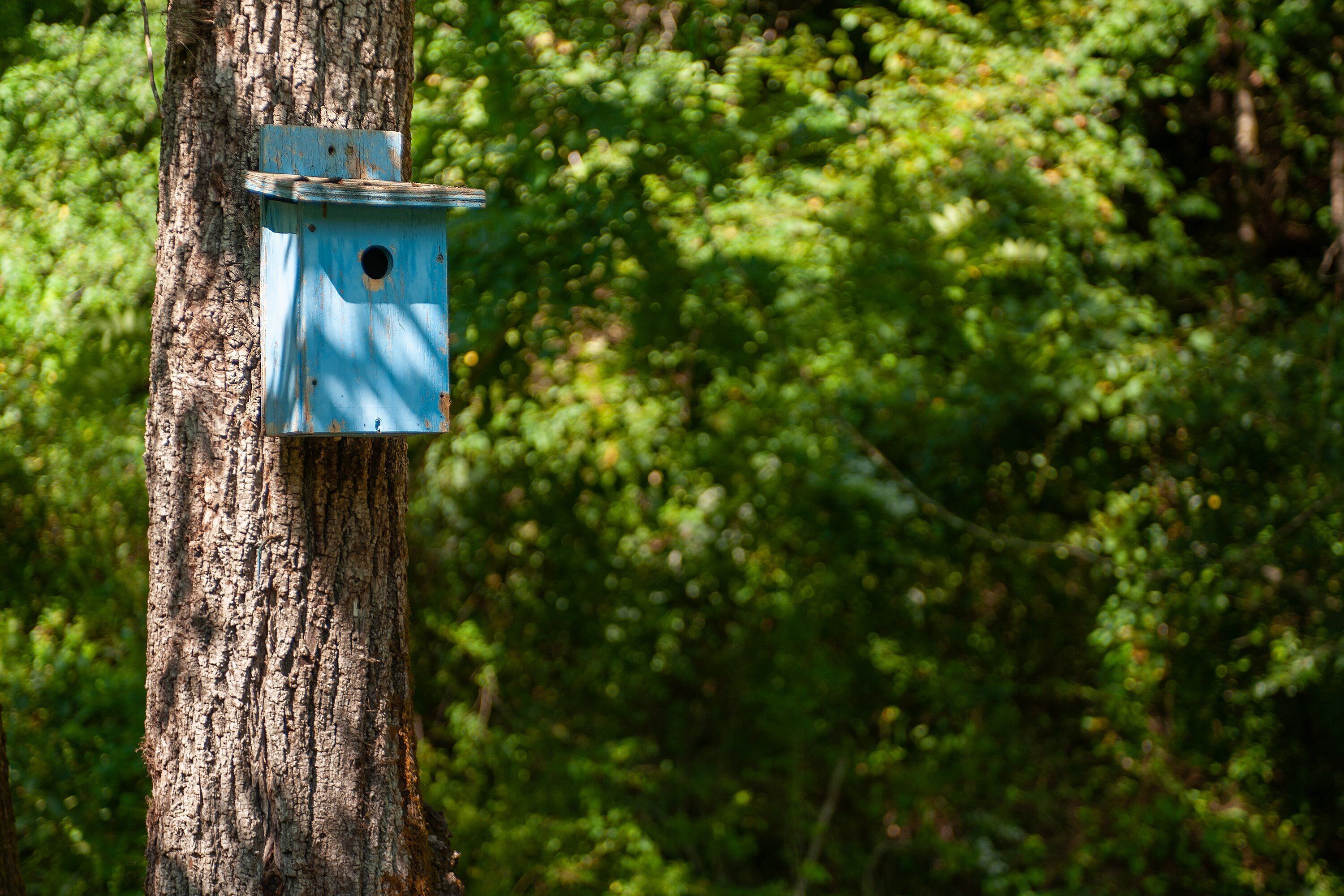 A blue birdhouse attached to a tree trunk.