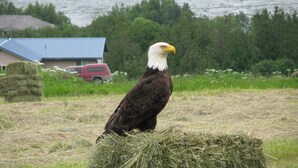 A bald eagle perched on a hay bale in a rural setting with a house and a red vehicle in the background. - Historic - Private 28 Acres - 180° Ocean View! - Carolyn's suite (Homer)