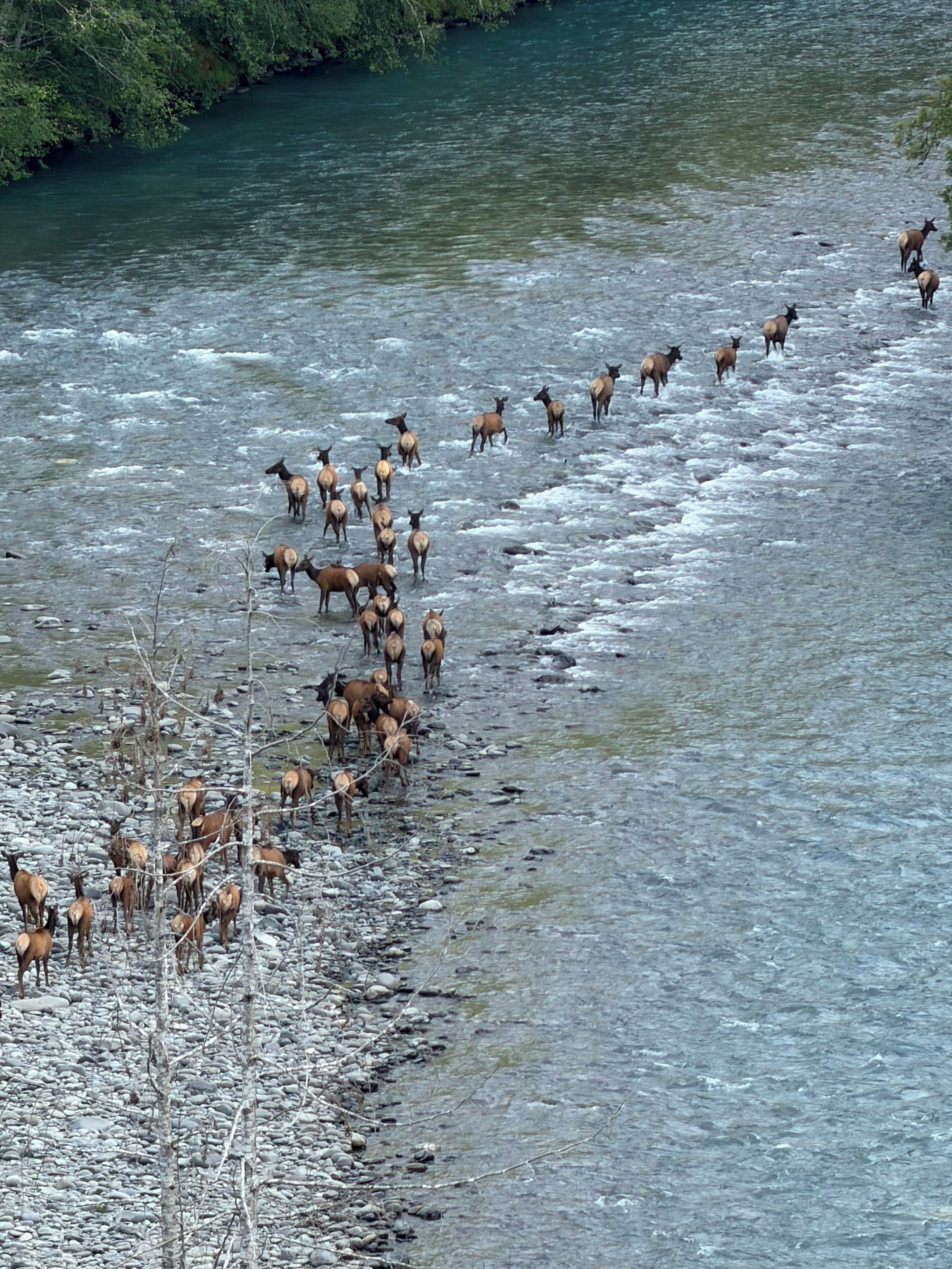 A river with elk crossing, surrounded by rocks and sparse vegetation.