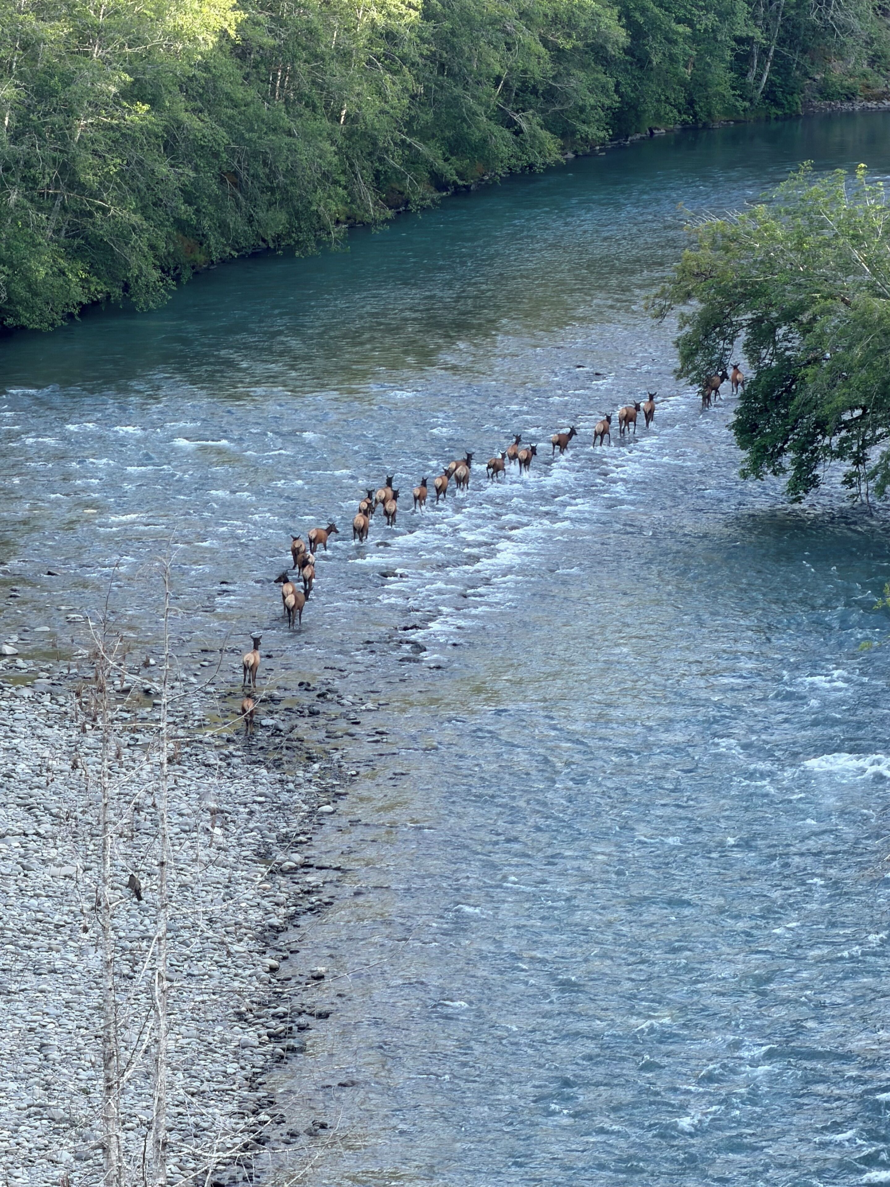 A river with a group of elk crossing.