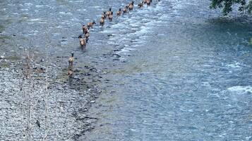 A river with a group of elk crossing.