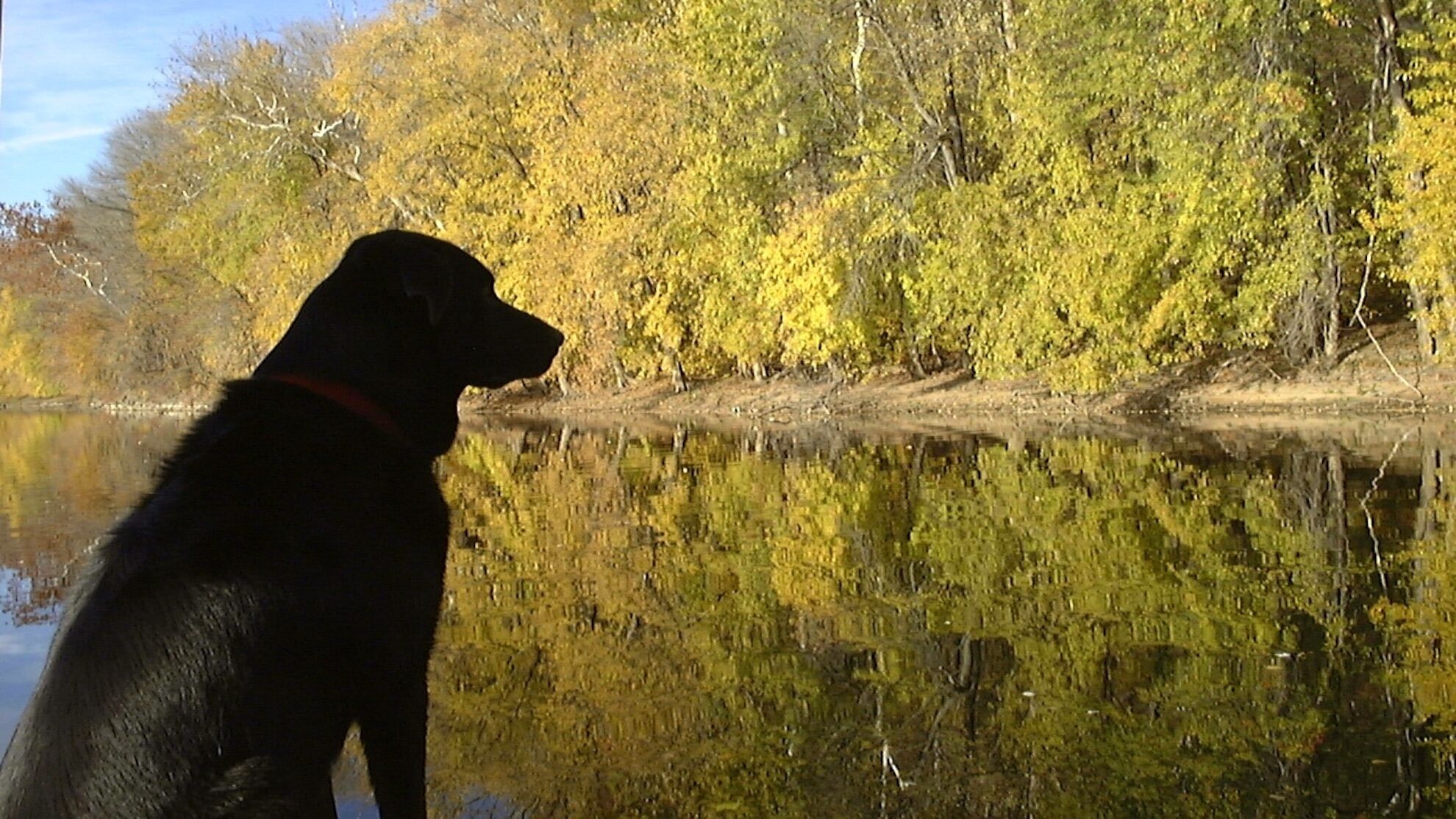 A dog sitting by a calm lake with autumn trees in the background.
