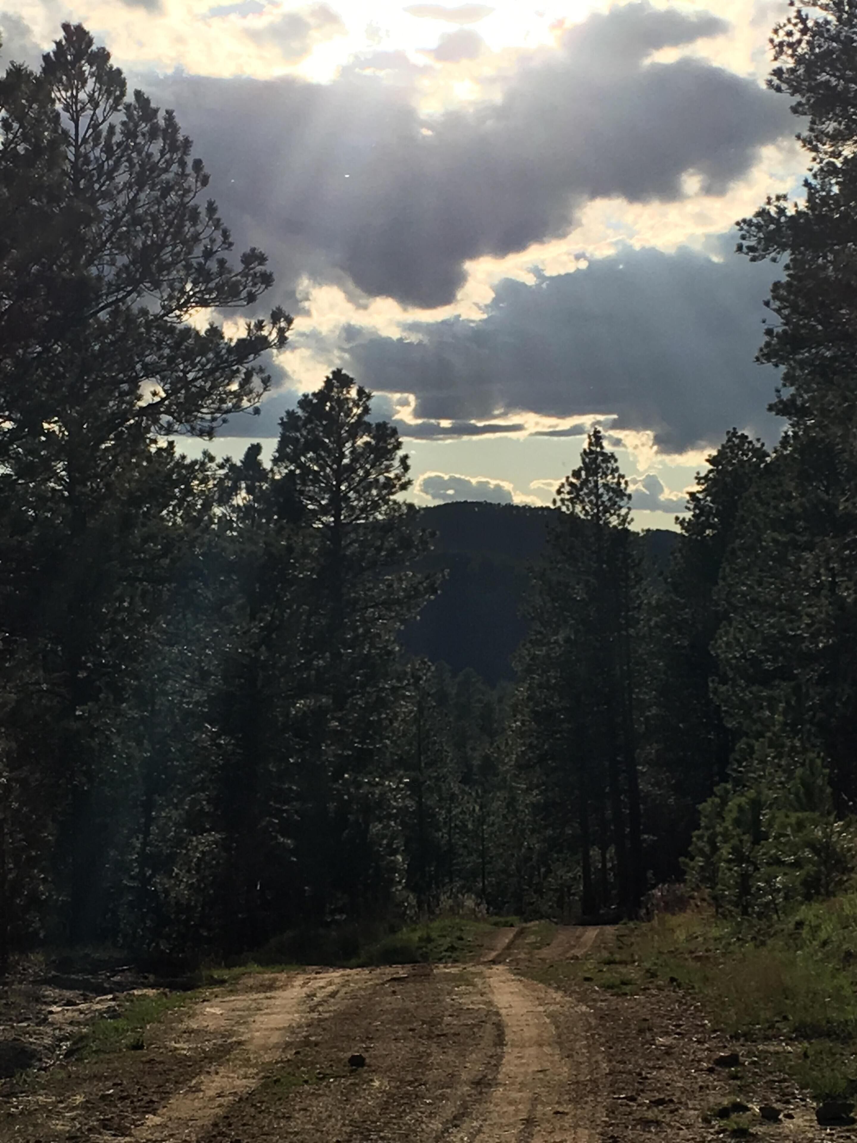 A dirt road leading through a forest with tall trees and a cloudy sky.