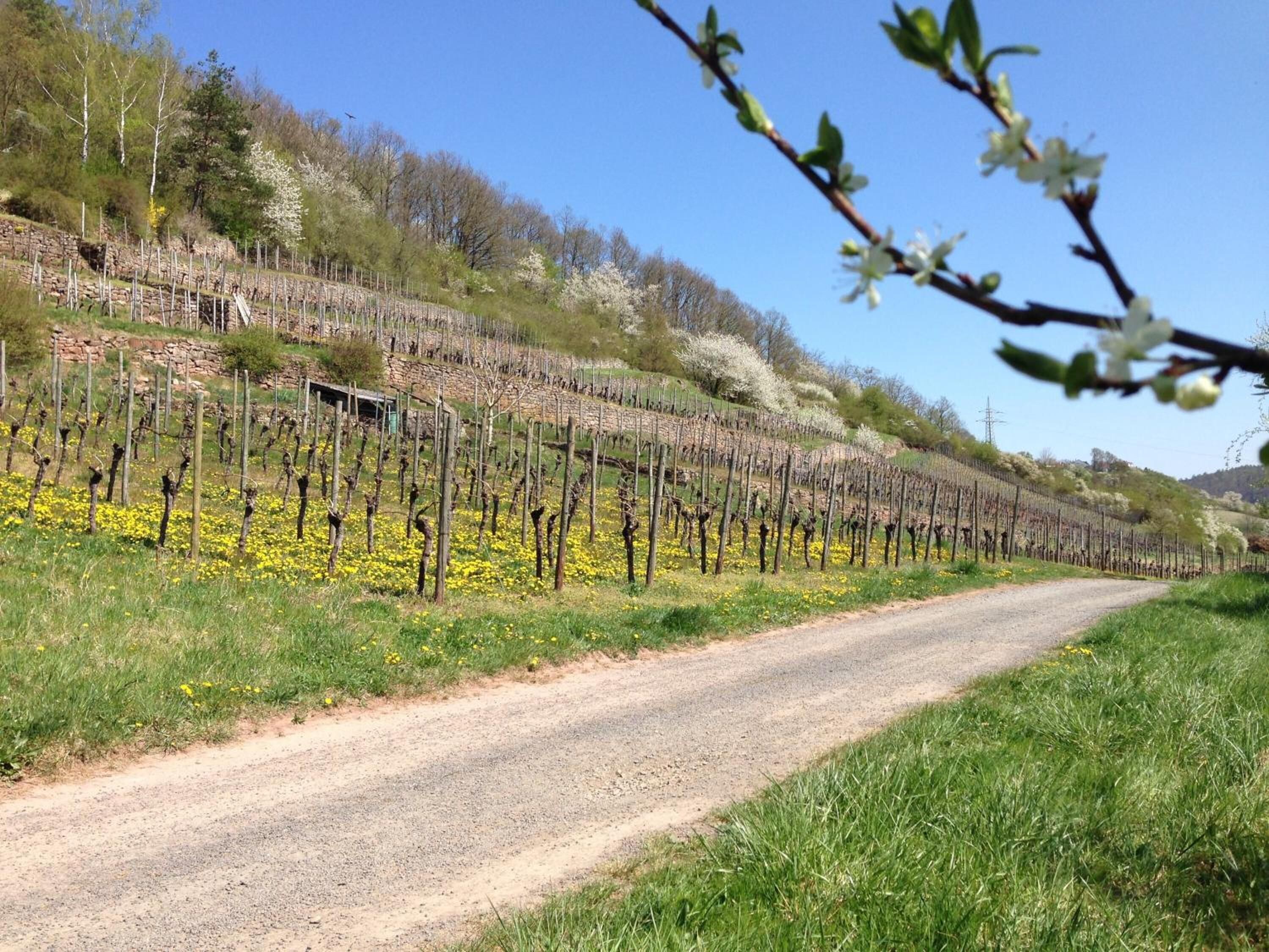 A vineyard with rows of grapevines and a gravel path.