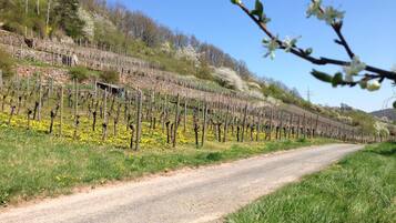 A vineyard with rows of grapevines and a gravel path.