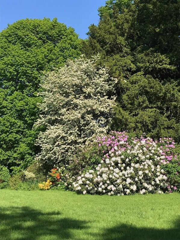 Ein Garten mit verschiedenen blühenden Sträuchern und Bäumen.