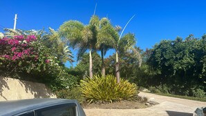 A parking area with a car, a palm tree, and various shrubs.