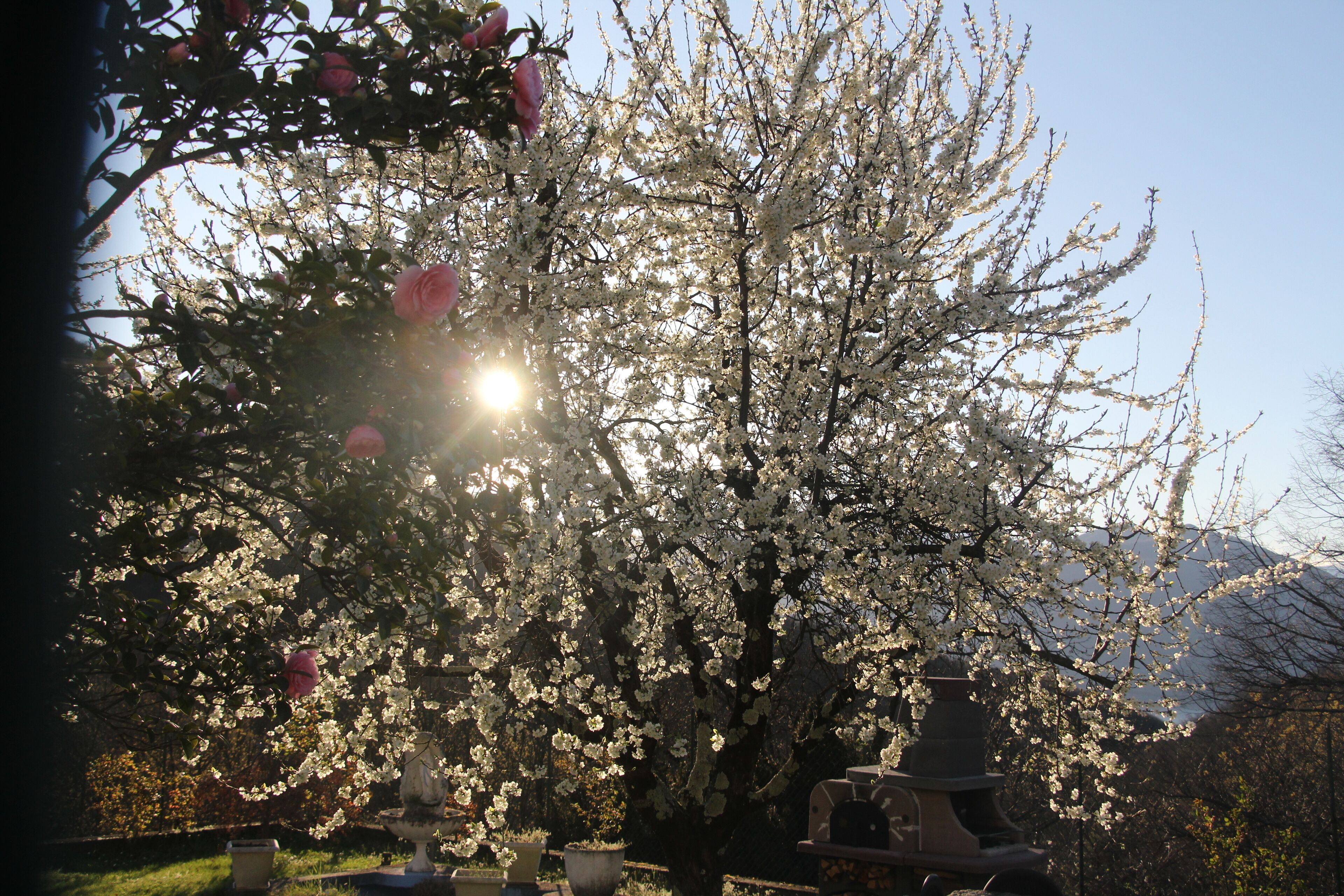 A garden with blooming trees and a traditional Japanese pagoda.