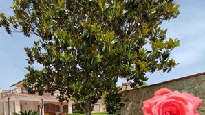 Un jardí ben cuidat amb un arbre gran, una rosa vermella i una paret de pedra.