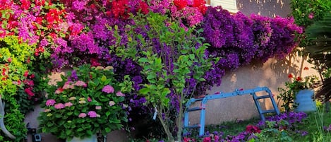 A house with a garden wall covered in vibrant bougainvillea flowers.