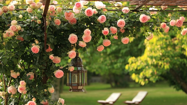 A pergola covered with pink roses and a lantern.